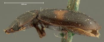 Media type: image;   Entomology 105 Aspect: habitus lateral view